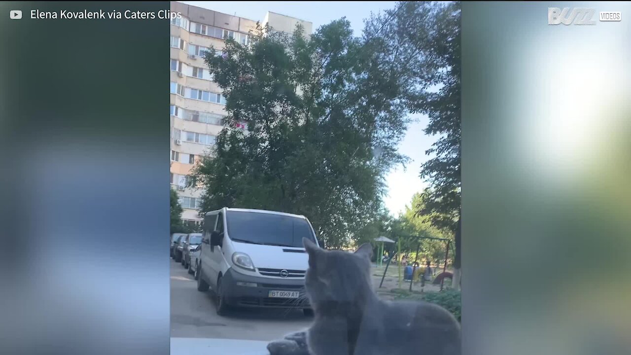 Cat goes for a ride on the hood