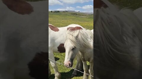 Horses came to say hello 🐴 #windy #horses #horse