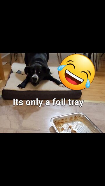 Silly Puppy afraid of a foil tray