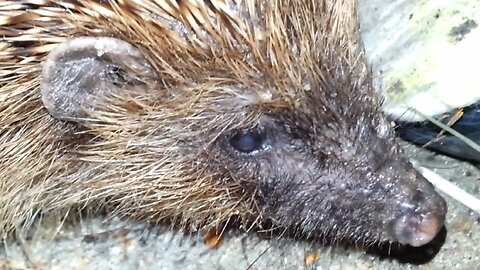 Hedgehogs pt1 Large one Fast one and Cheeky one caught on camera