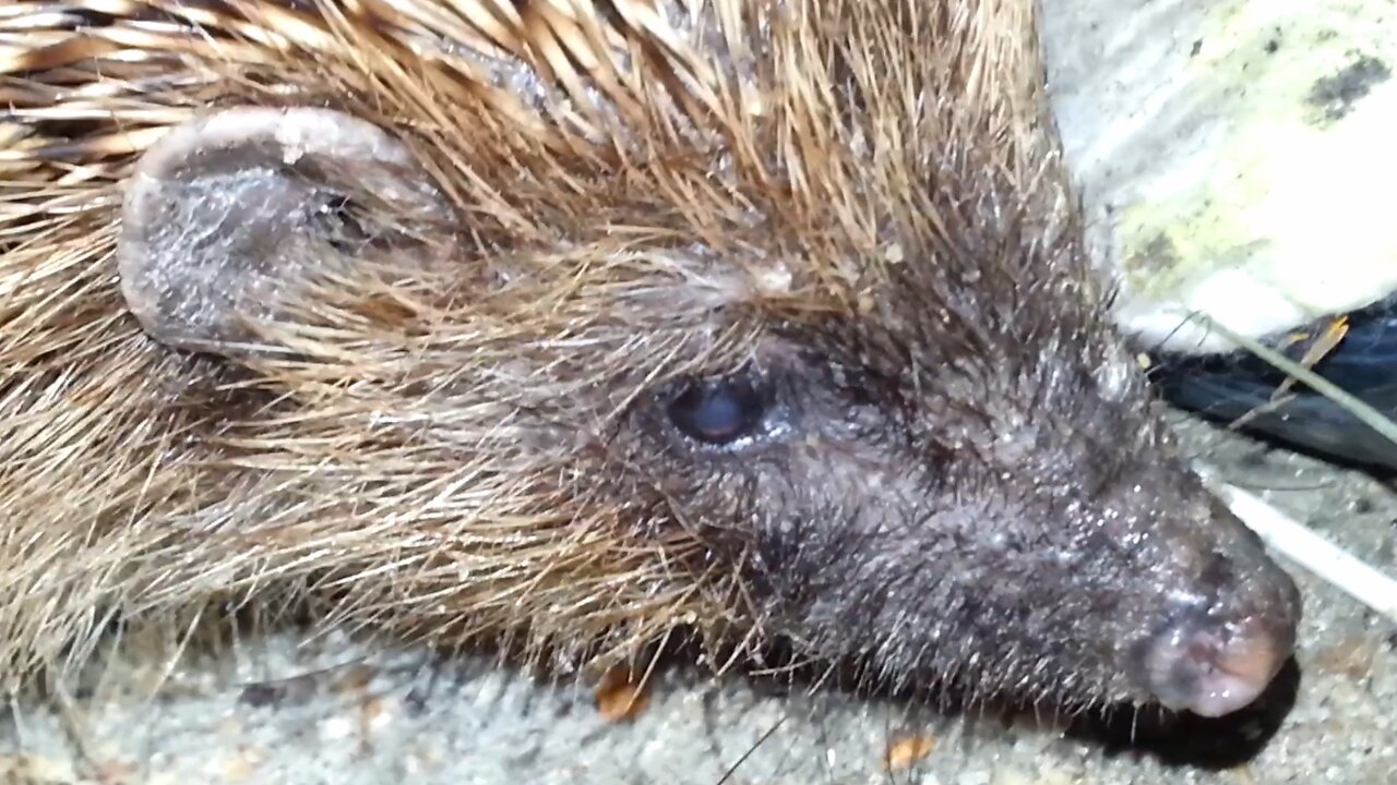 Hedgehogs pt1 Large one Fast one and Cheeky one caught on camera