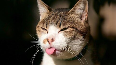 Funny videos - Lovable And Funny Pets