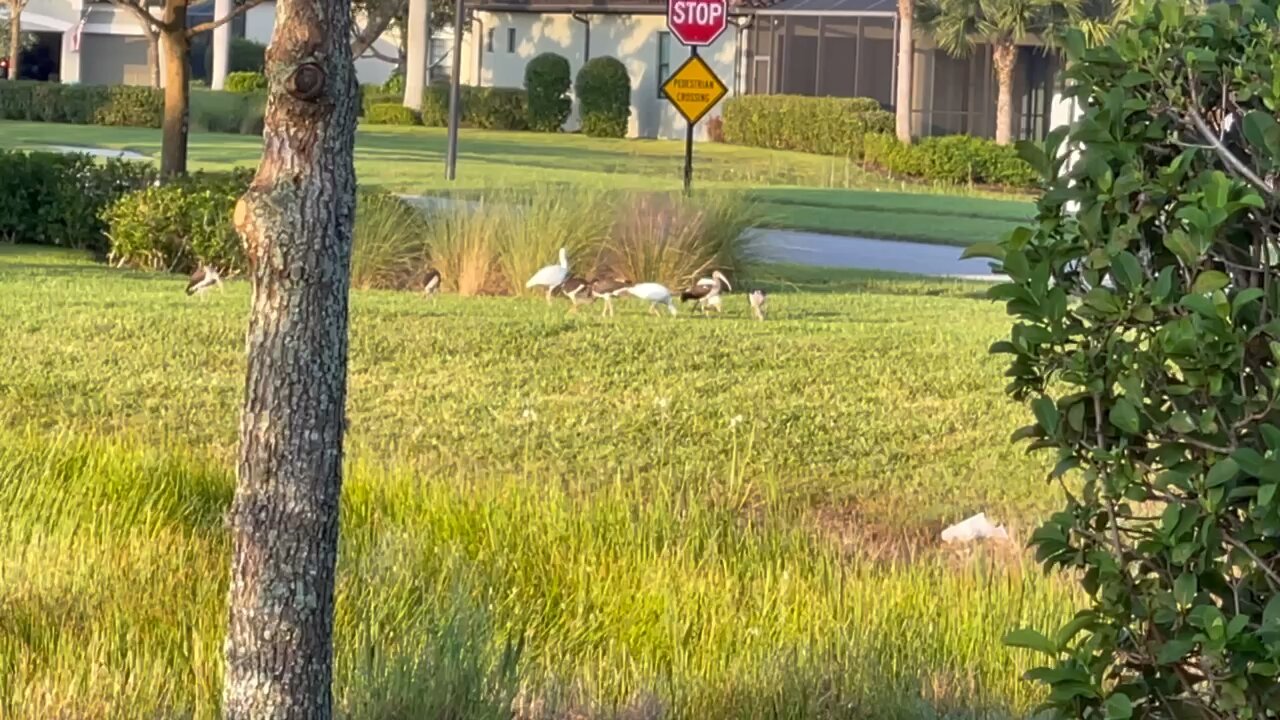 Glossy & White Ibis in Paradise- 9/29/2021- 4K- ASMR