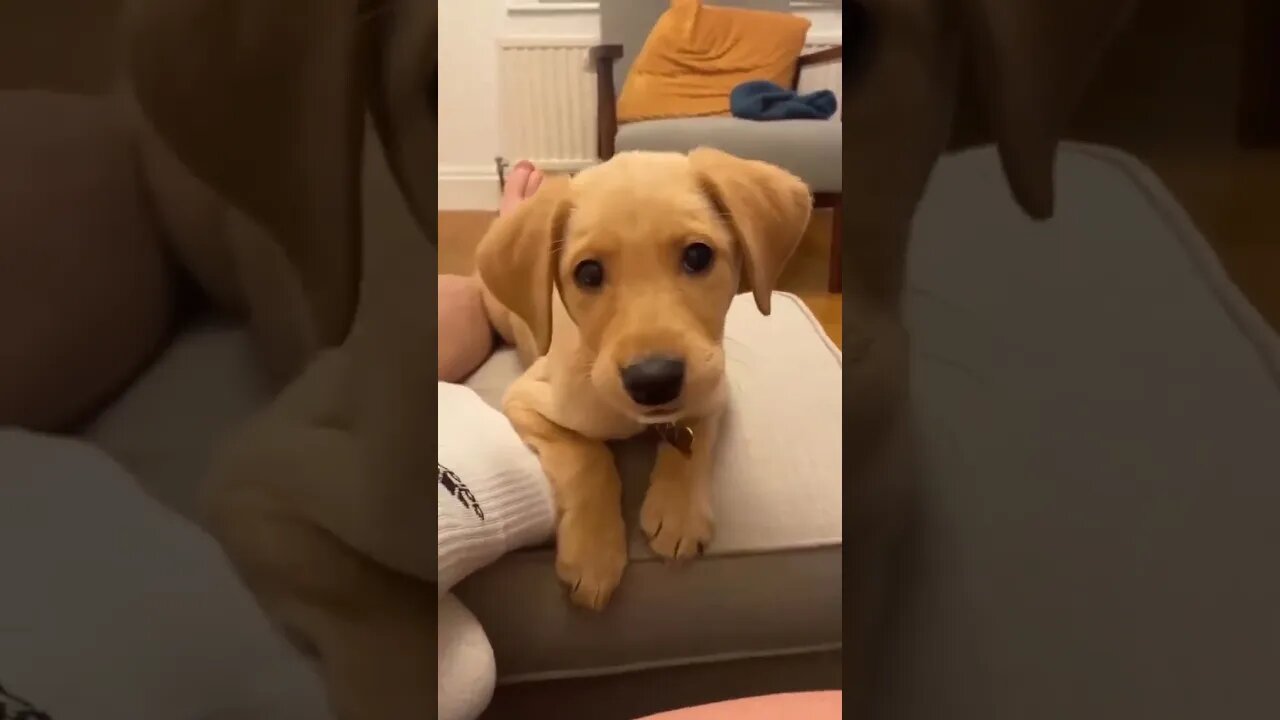 Angy potato..🐶🐾😅