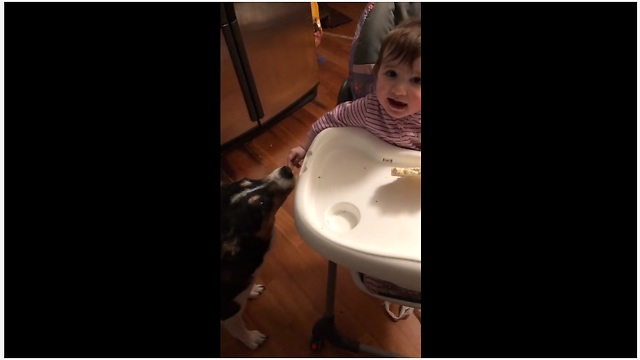 Baby shares treats with her doggy pal