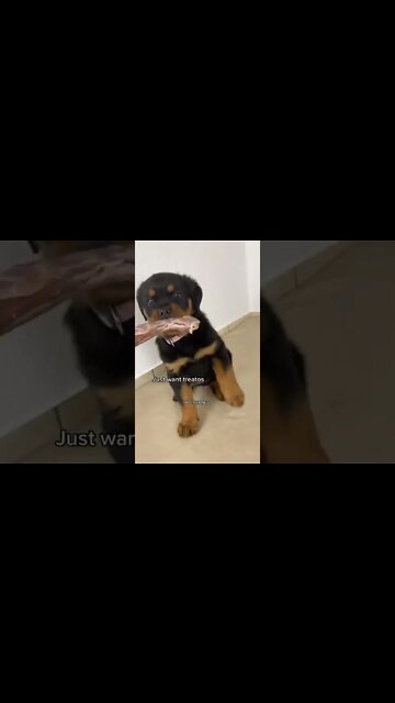 🤣 Crazy Cute Cuddly Rotti Pup! #Shorts #rottweiler #dogs