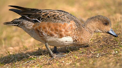 Energetic Female Eurasian Wigeon Duck in Spring