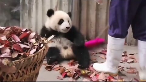 Pandas are so cute.