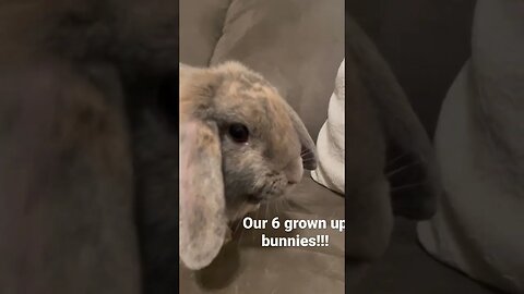 Bunnies!!!