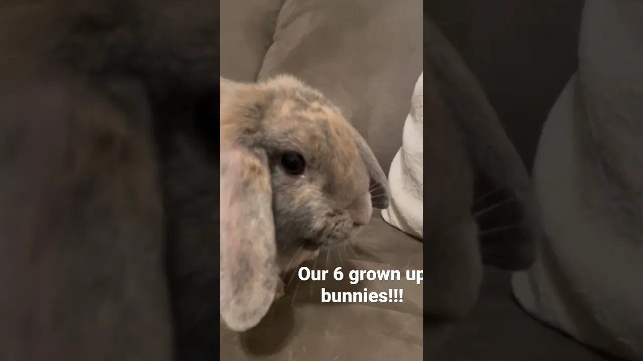 Bunnies!!!