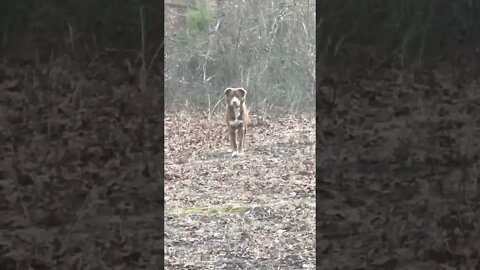 Coyote or wild dog