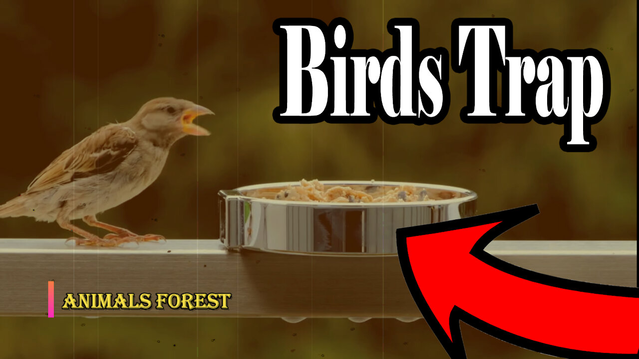 Awesome Bird Trap Trick 2021