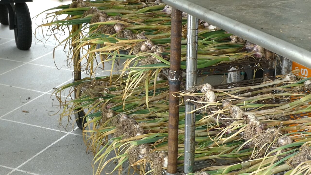 GARLIC (Drying for winter use)