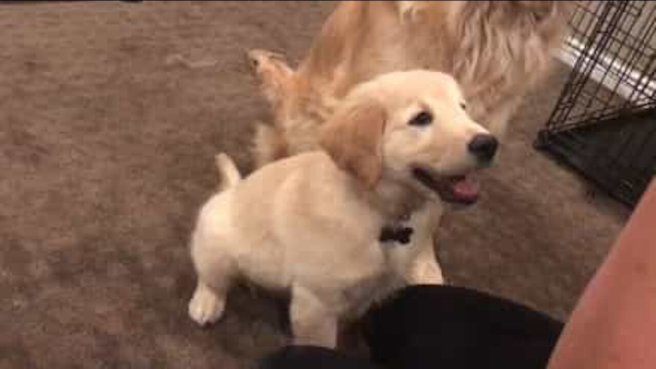 Un golden retriever enseigne un tour à sa petite sœur