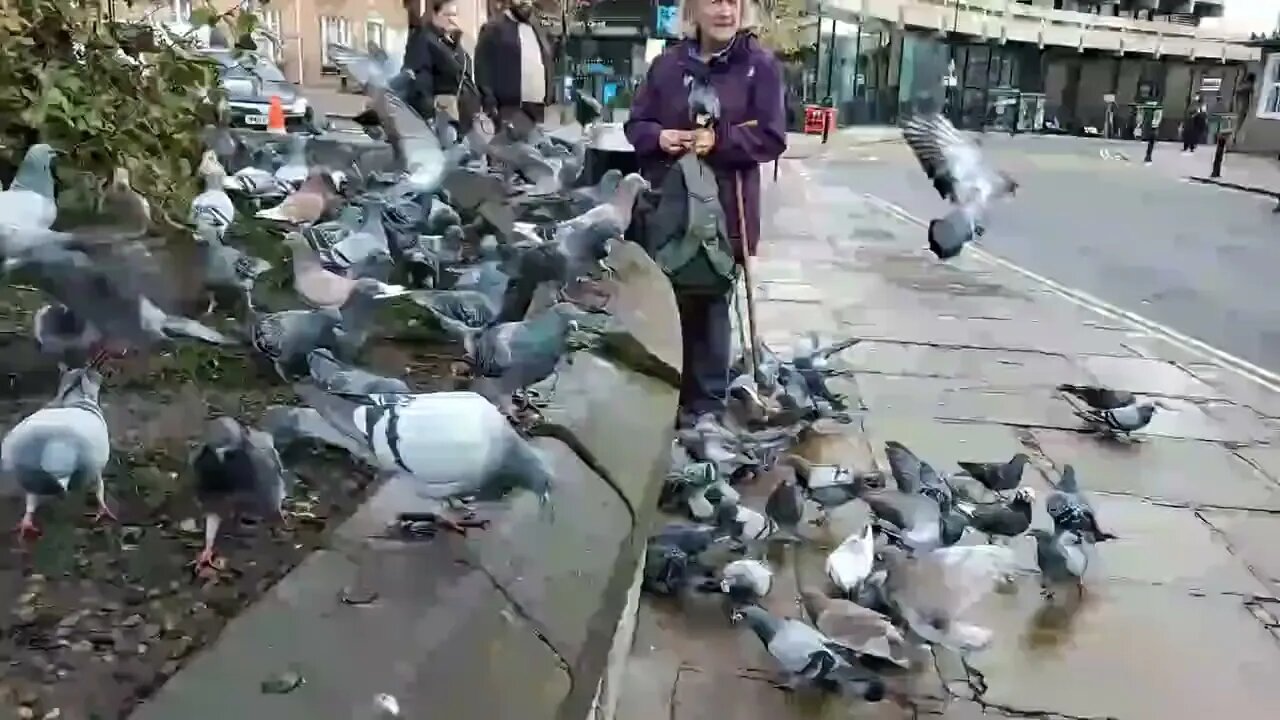 York Centre | Full Of Birds