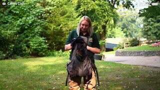 Filhote de wallaby órfão é adotado por humanos