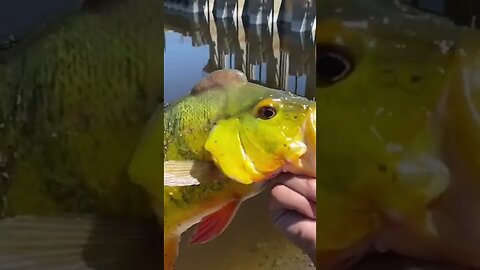 What type of parasite is In that fish 🤢