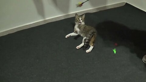 Kitten Loves to Play with His Feather Wand