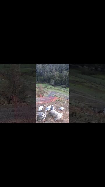 The secret lives of guinea fowl