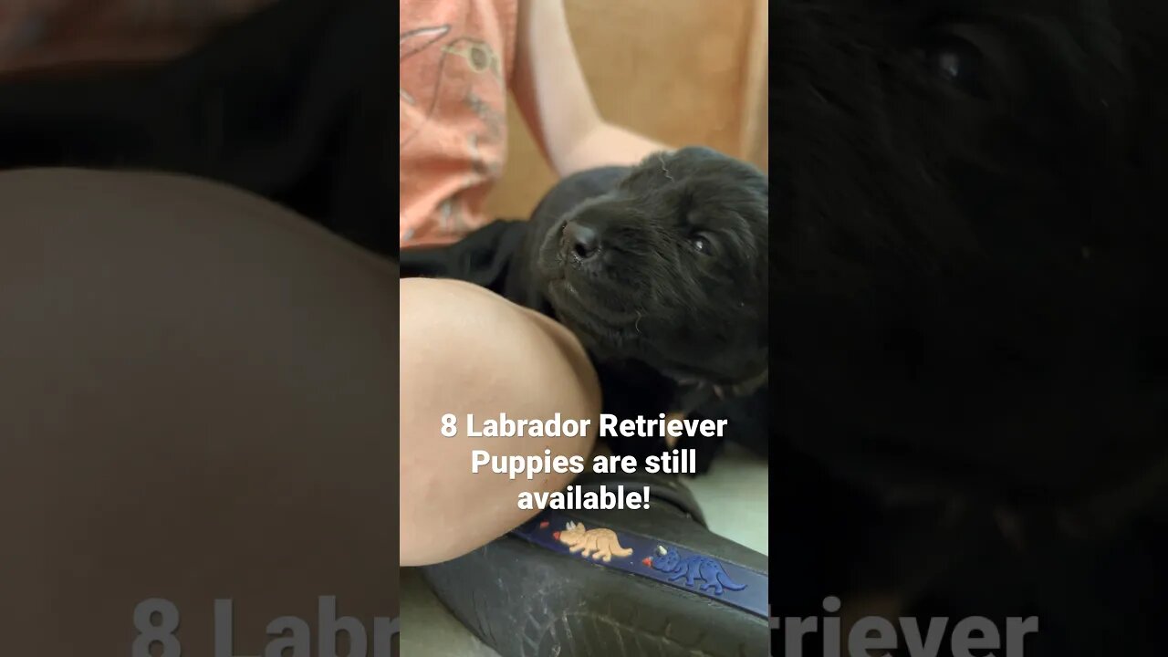 Labrador Retriever Puppies Open Their Eyes For The First Time!