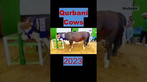 #qurbanicollection #bakraeid2023 #cowvideos #shorts