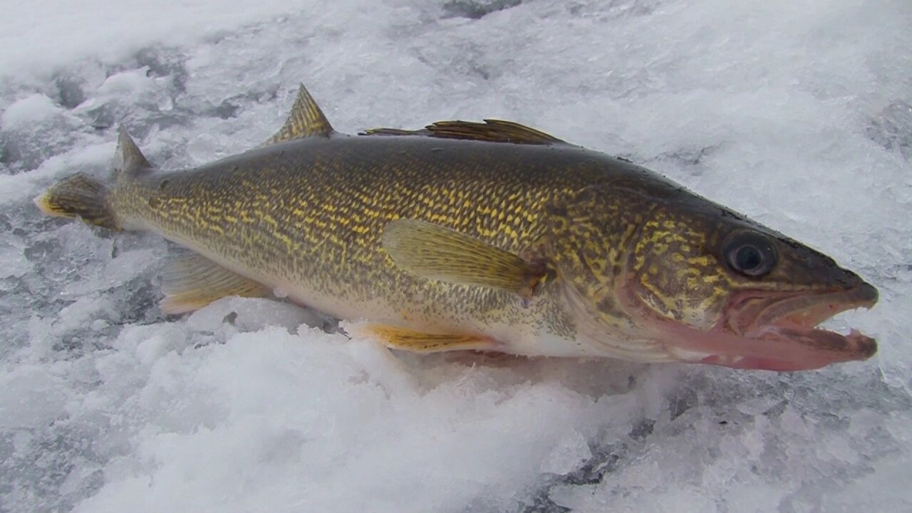 Exciting Ice Fishing Action on Minnesota's Lake Mille Lacs