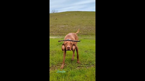 Balancing Act!! 😆🤣 Funny Dog