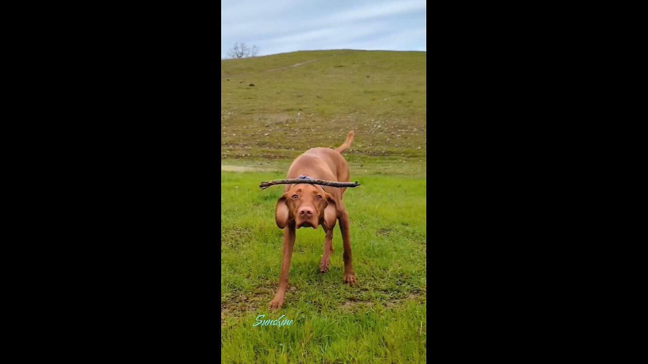 Balancing Act!! 😆🤣 Funny Dog