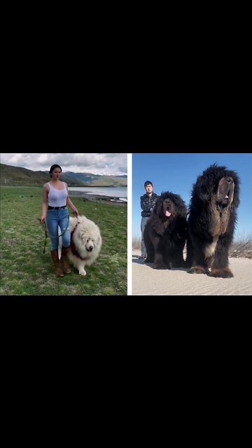 Tibetan Mastiff dogs| Big dogs|dogs video|Susantha 11|#Shorts