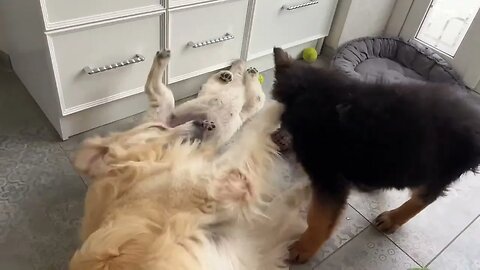 Funny Golden Retriever Playing Like a Little Puppy