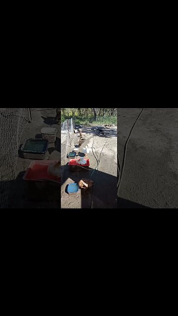 Duck and then Steve McQueen the Gander cleaning in the small pond while it is filling up