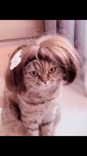 cute cat funny animals videos & cat funny videos😂#rumbleshorts