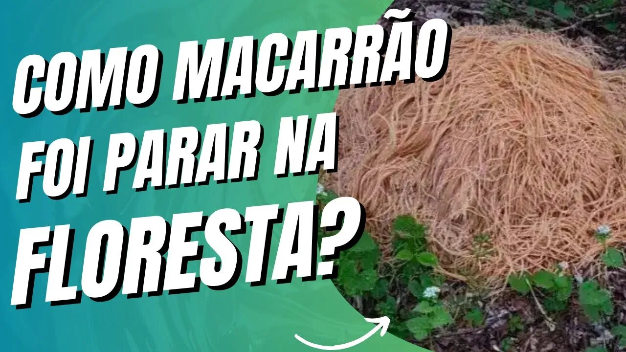 MISTÉRIO RESOLVIDO: 200 QUILOS DE MACARRÃO COZIDO JOGADO NA FLORESTA! #mistério #curiosidades