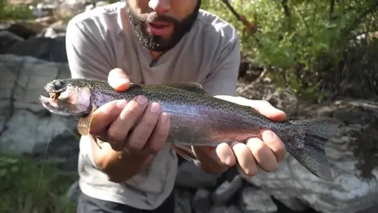 WILD # TROUT # and # Cajun # Crawfish # Boil, # ALONE # in # REMOTE # WILDERNESS