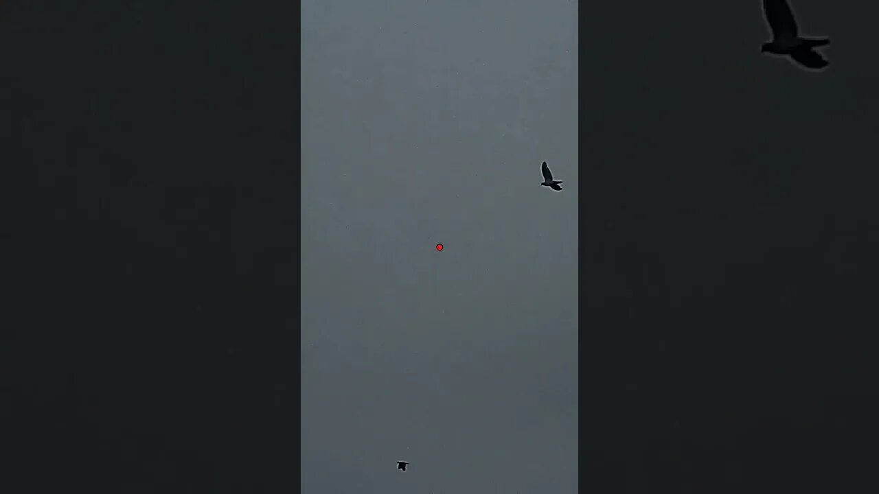 Anyone Else Still Going After Doves?
