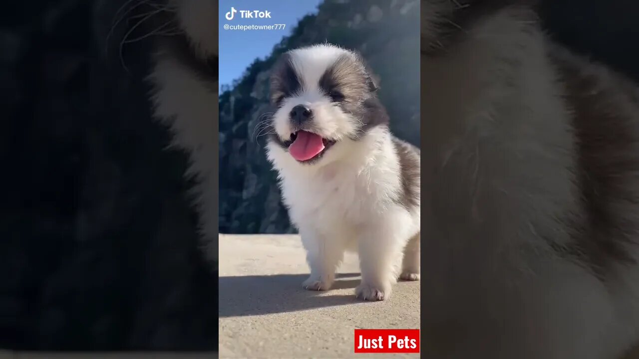 Follow Me 🐕 #shorts #cute #tiktok #funnyvideos #dog