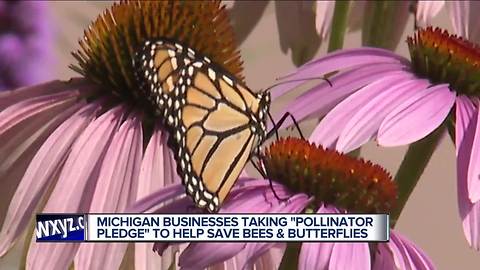 Michigan businesses pledge to help save bees and butterflies