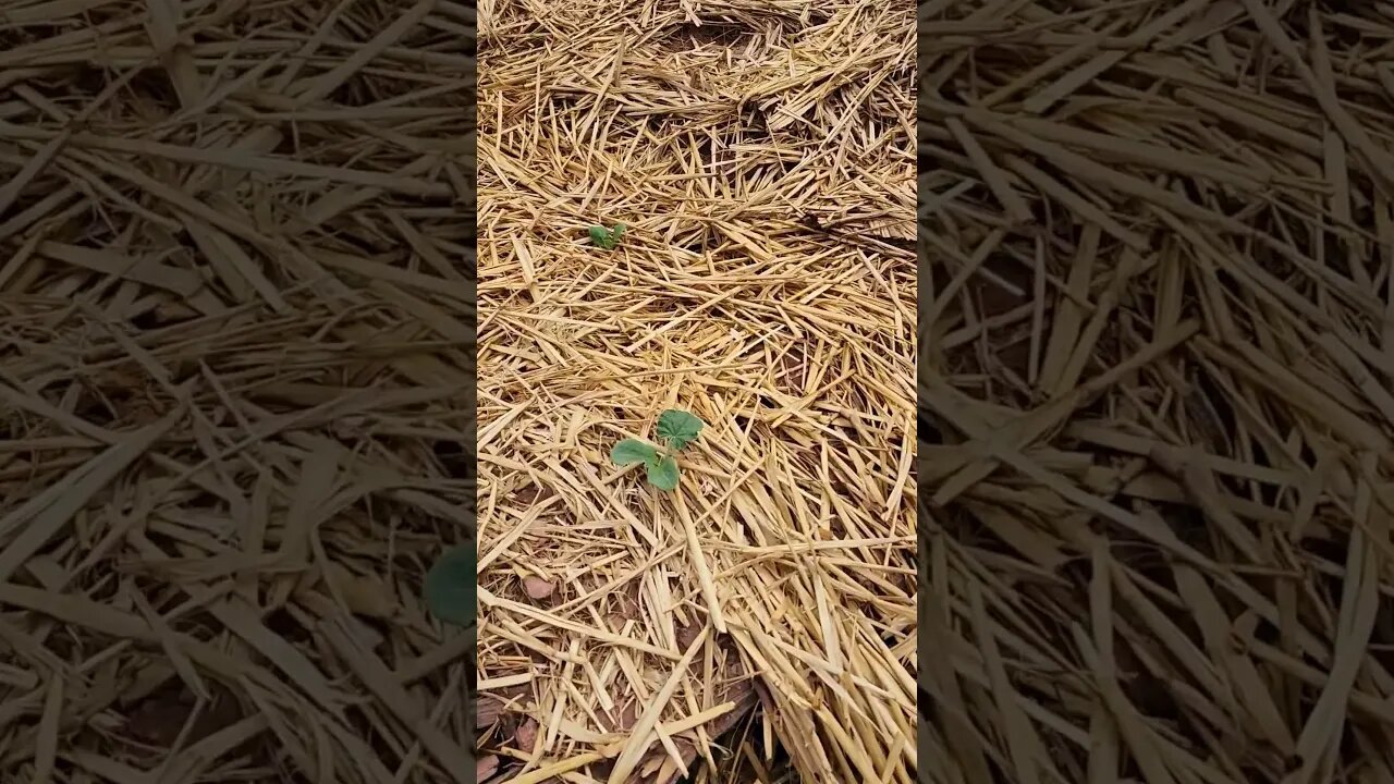 Surprising Success of the New Corn and Squash Bed