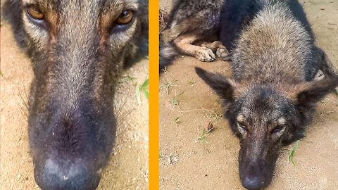 Sleeping Dog Funny Viral Video US