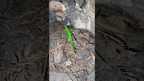 kamikaze grasshopper defies gravity