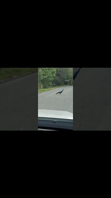 Mr Peacock #animal #peacock #bird #birdwatching #metaldetecting #camping #civilwar #trump