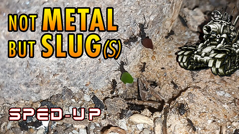 ASMR | Ants night meeting with friendly slimy visitors - Sped up