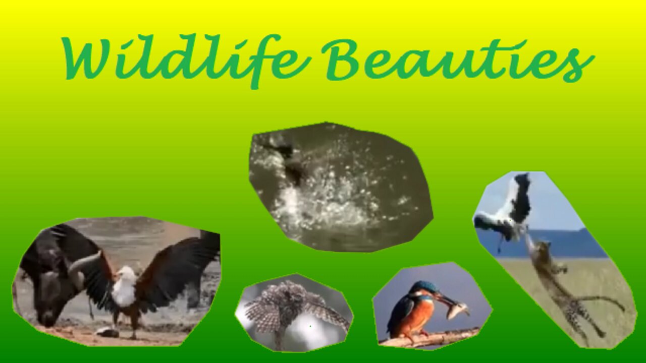 Wildlife Beauties