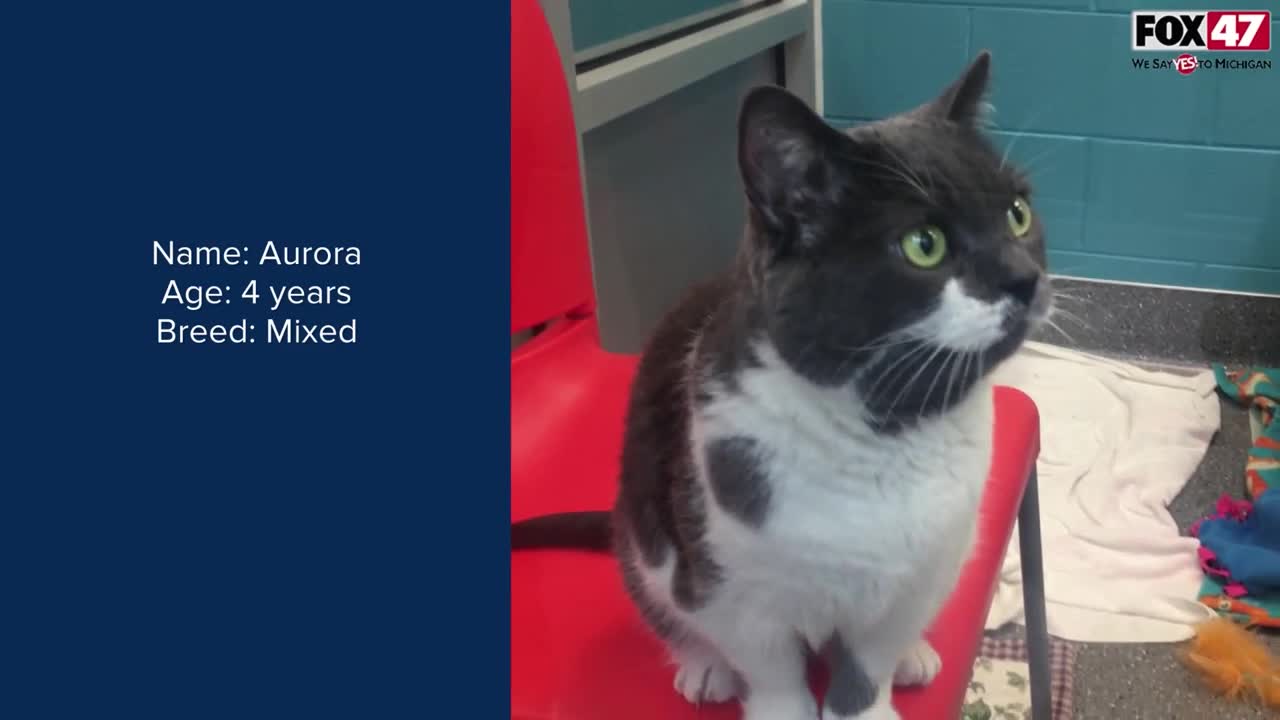 FOX Finders Pet Finder - Meet Aurora