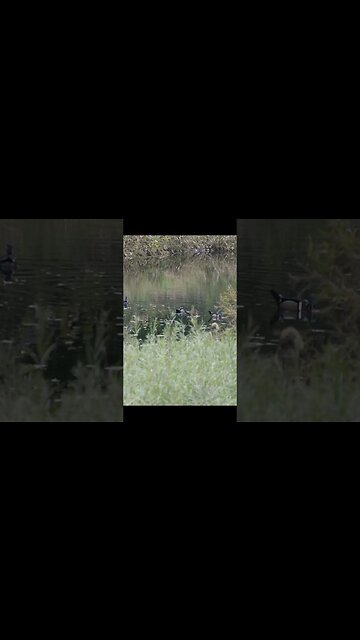 Wood Ducks #duck