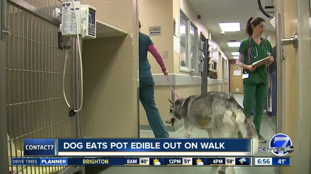 Dog eats edible while out on a walk