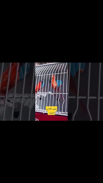 مسابقة أحسن طيور الكناري الحمراء روعة