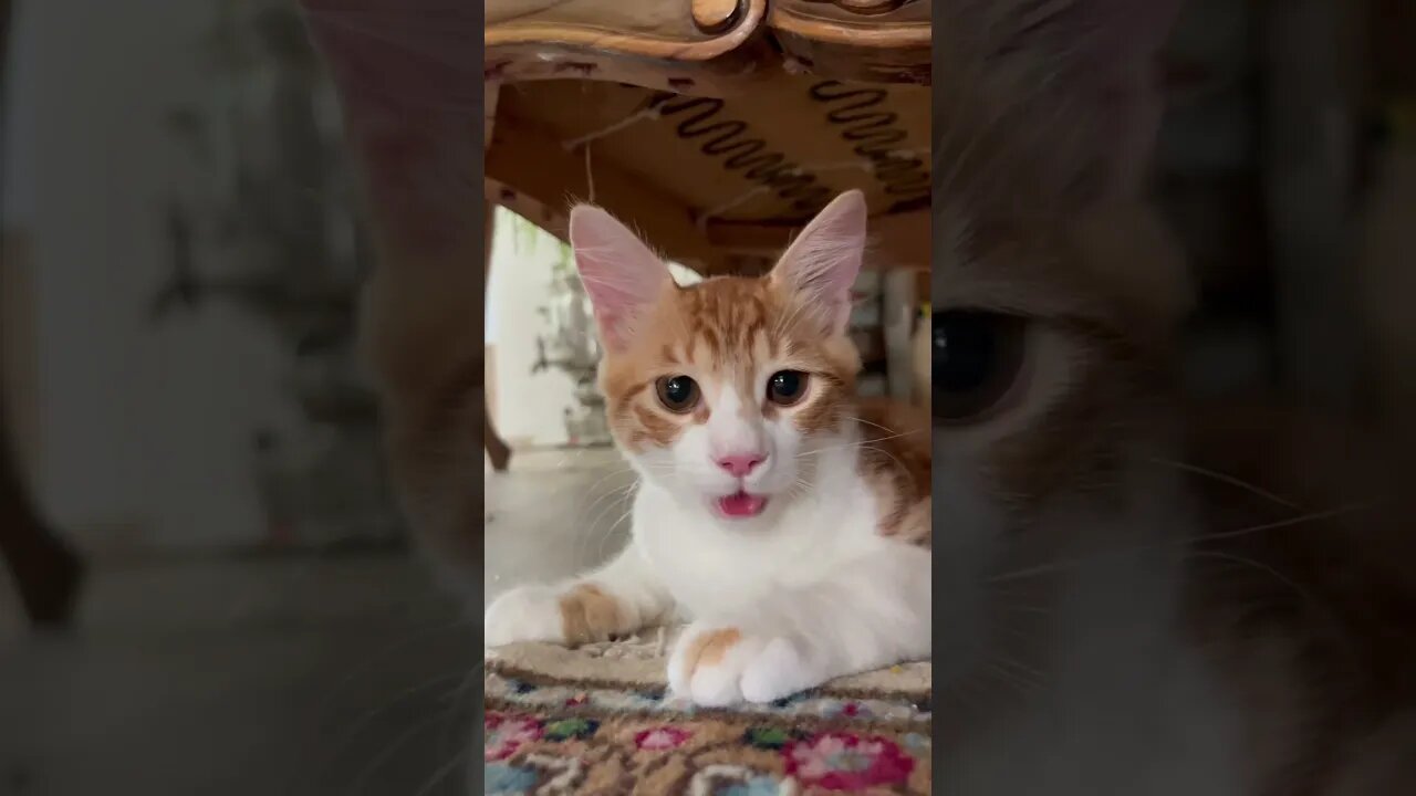 My Kitten Thinks It's a Dog?! Adorable and Hilarious! #cutekitty