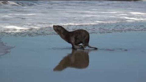 Trio af søløver vender tilbage til havet i Argentina