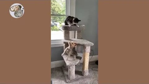 Cats vs Dogs fights angry cats vs dogs funny compilation